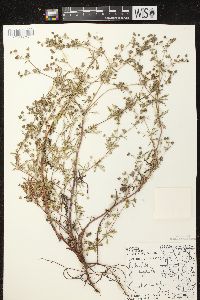 Potentilla argentea image