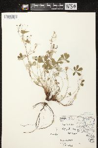 Potentilla argentea image