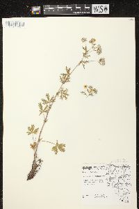 Potentilla argentea image