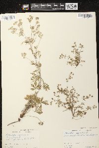 Potentilla argentea image