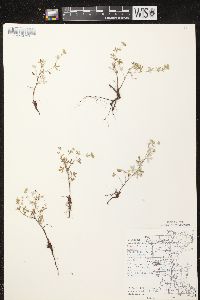 Potentilla argentea image