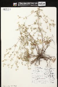 Potentilla argentea image