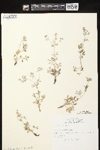 Potentilla argentea image