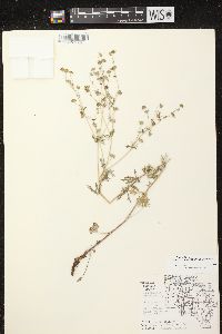 Potentilla argentea image