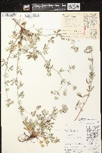 Potentilla argentea image