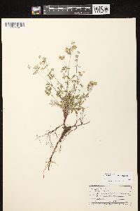 Potentilla argentea image