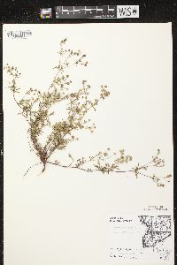 Potentilla argentea image