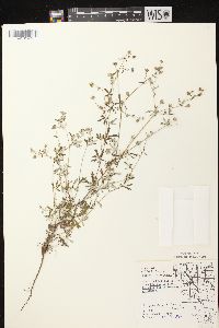 Potentilla argentea image