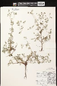 Potentilla argentea image