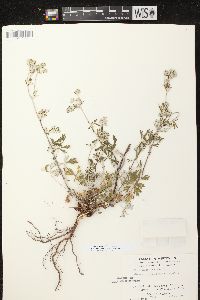 Potentilla argentea image