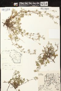 Potentilla argentea image