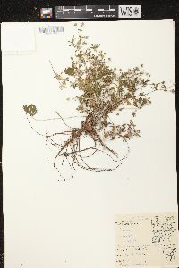 Potentilla argentea image