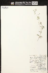 Potentilla argentea image