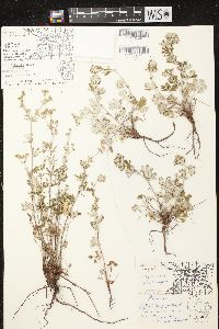 Potentilla argentea image