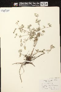 Potentilla argentea image