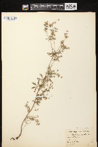 Potentilla argentea image