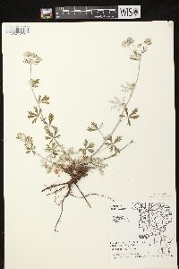 Potentilla argentea image