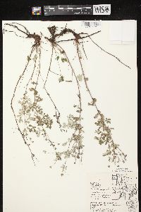 Potentilla argentea image