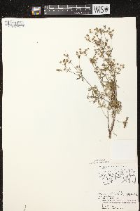 Potentilla argentea image