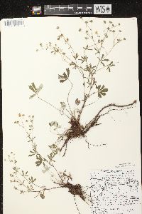 Potentilla argentea image