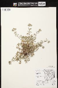 Potentilla argentea image