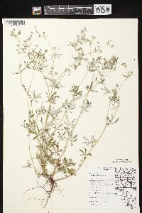 Potentilla argentea image