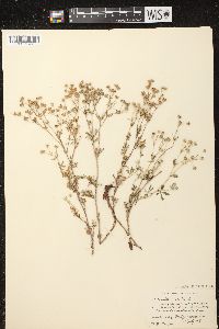 Potentilla argentea image