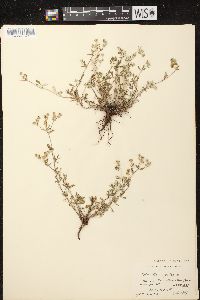 Potentilla argentea image