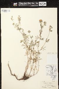 Potentilla argentea image