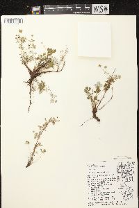 Potentilla argentea image