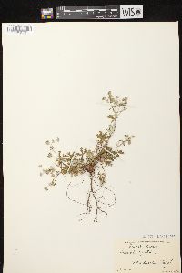 Potentilla argentea image