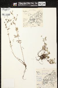 Potentilla argentea image