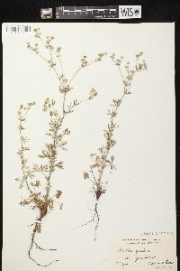 Potentilla argentea image