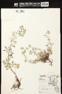 Potentilla argentea image