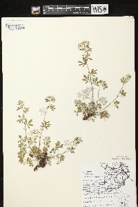 Potentilla argentea image