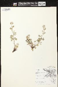 Potentilla argentea image