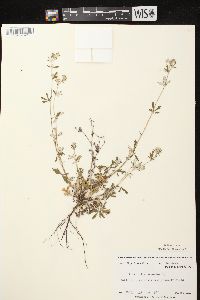 Potentilla argentea image