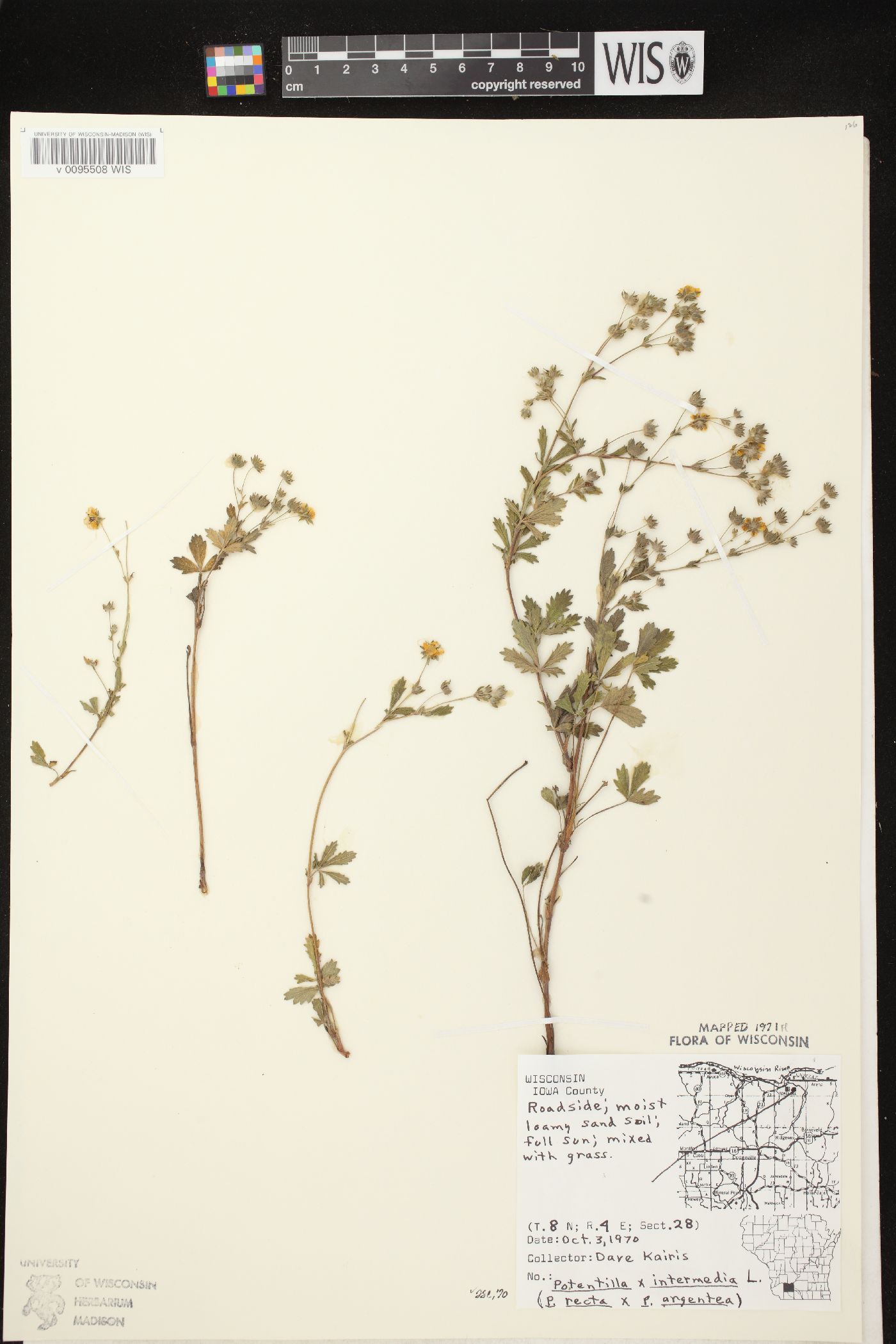 Potentilla inclinata image