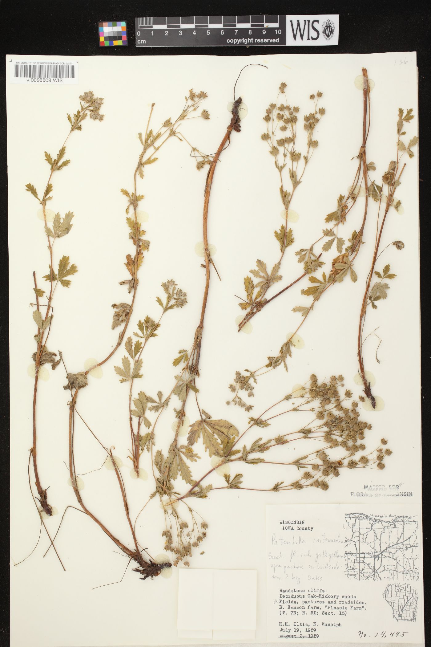 Potentilla inclinata image