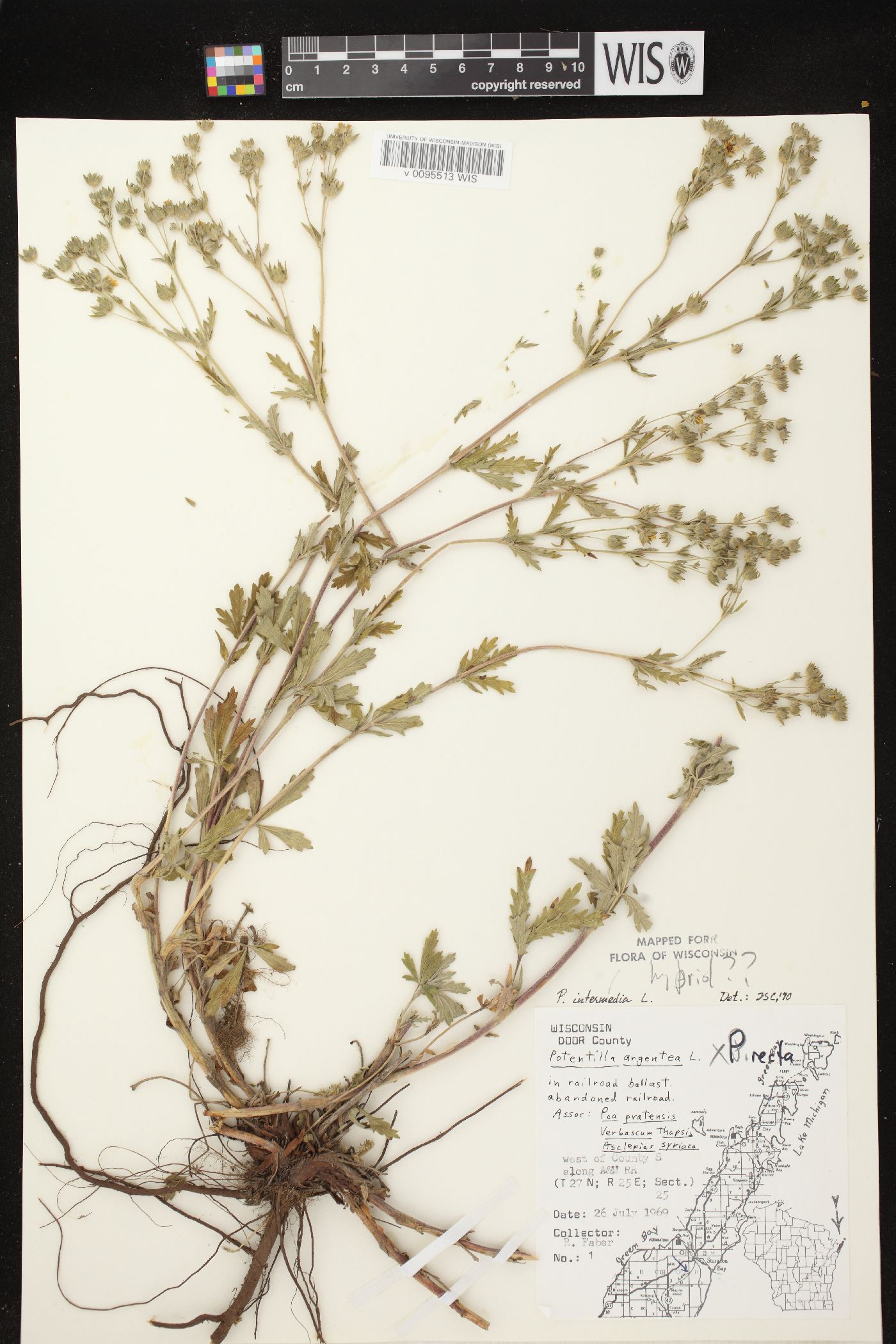 Potentilla inclinata image