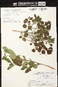 Physocarpus opulifolius image