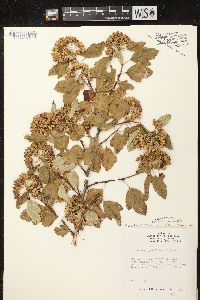 Physocarpus opulifolius var. opulifolius image