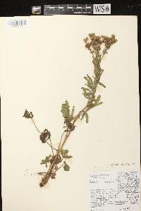 Potentilla recta image