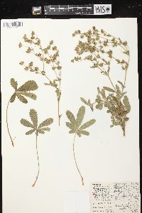 Potentilla recta image