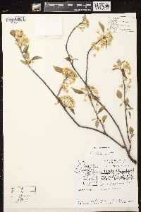 Prunus pensylvanica image