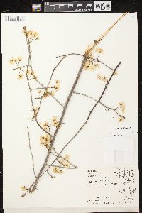 Prunus nigra image