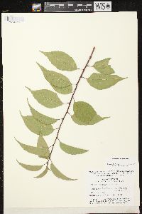 Prunus pensylvanica image