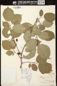 Prunus nigra image