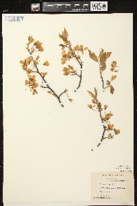 Prunus nigra image