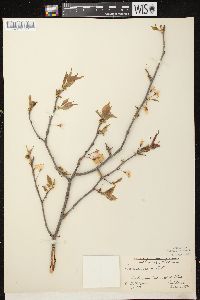 Prunus nigra image